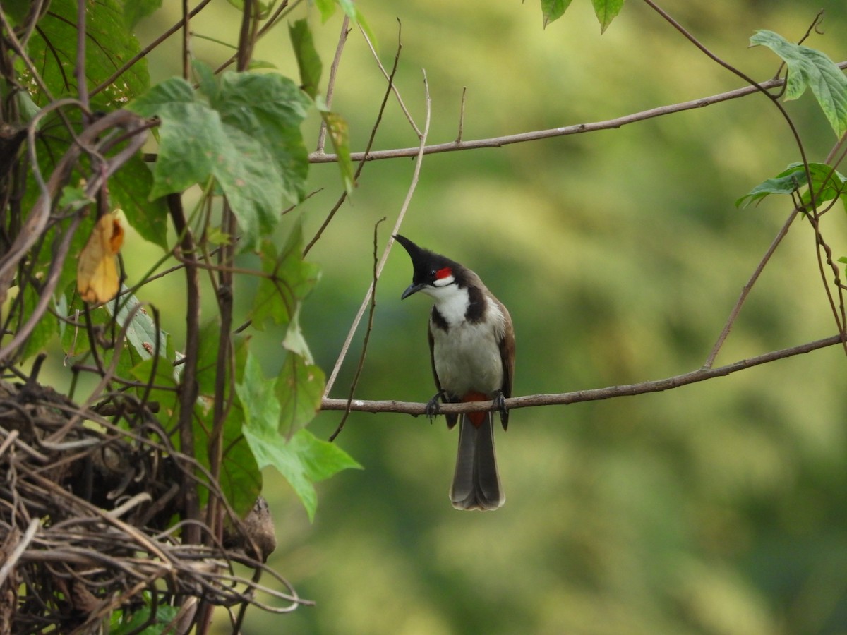 Bulbul Orfeo - ML646582060