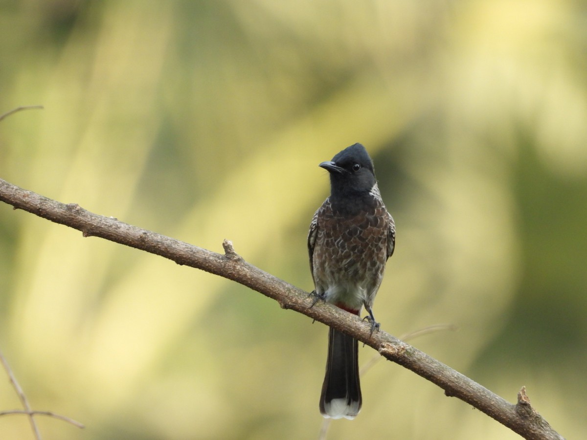 Bulbul Cafre - ML646582061