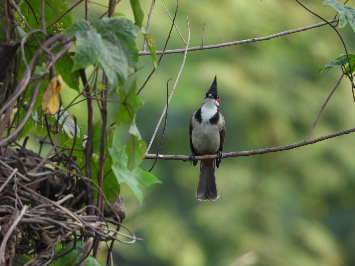 Bulbul Orfeo - ML646582062