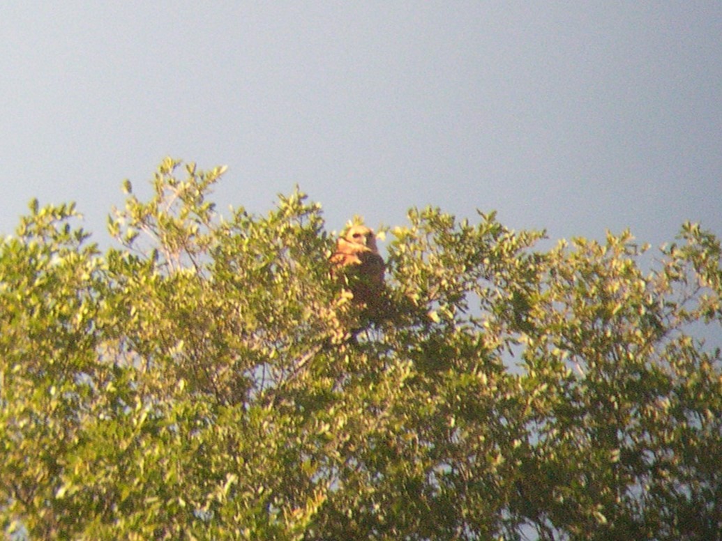 Cárabo Pescador Común - ML646582064