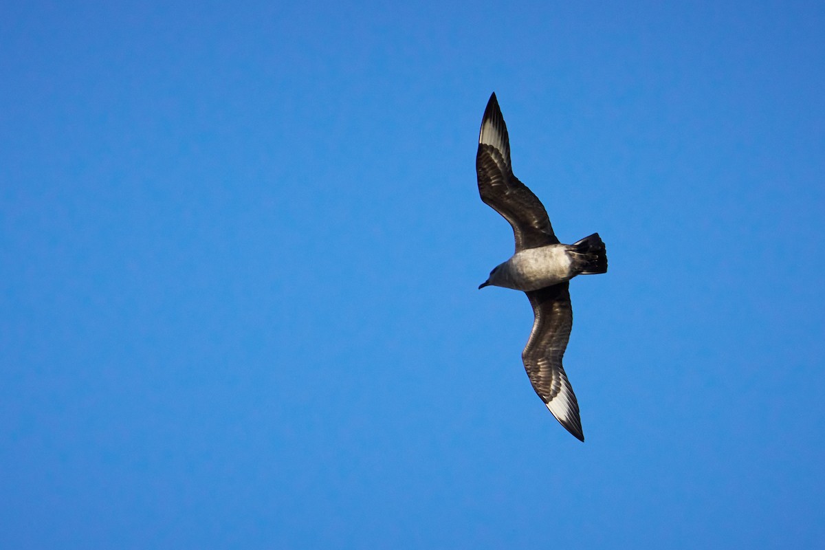 Kermadec Petrel - ML646582065