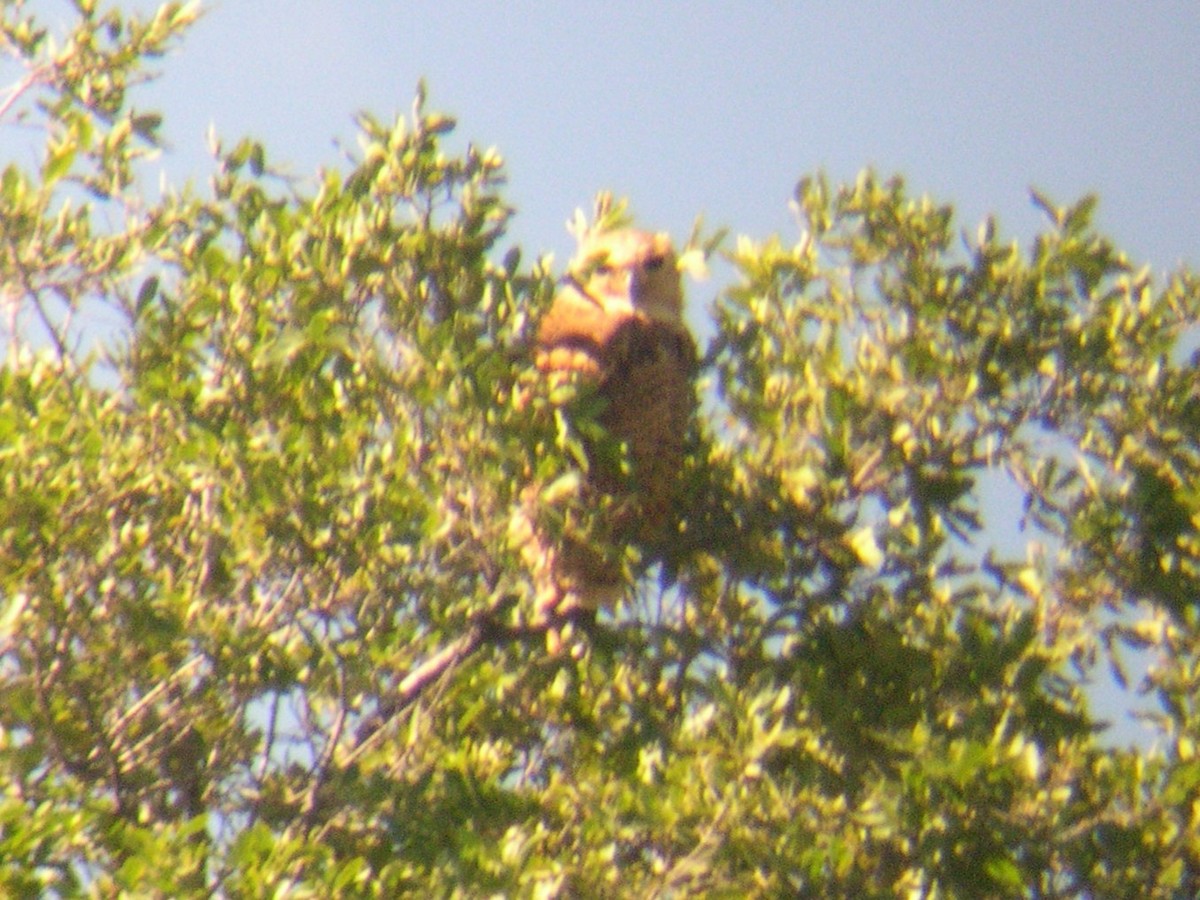 Cárabo Pescador Común - ML646582066