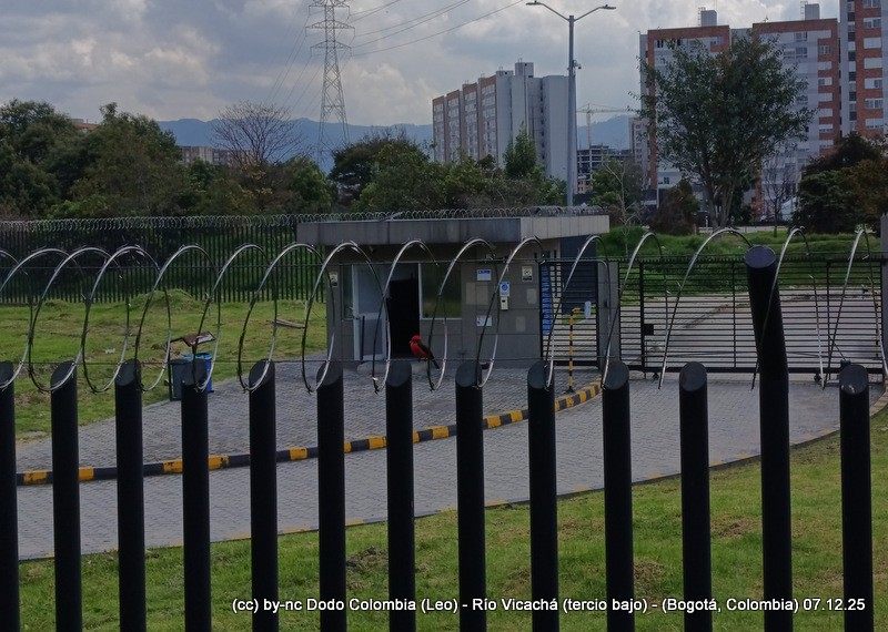 Vermilion Flycatcher - ML646582067