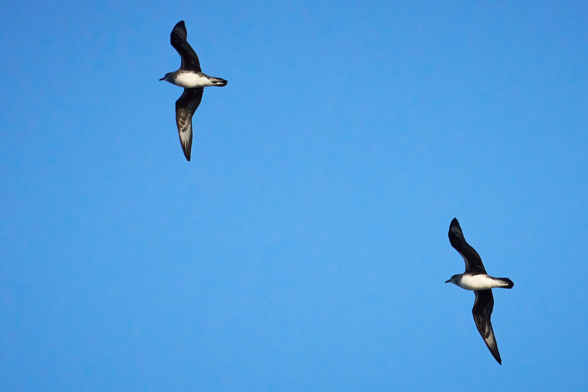 Herald Petrel - ML646582068