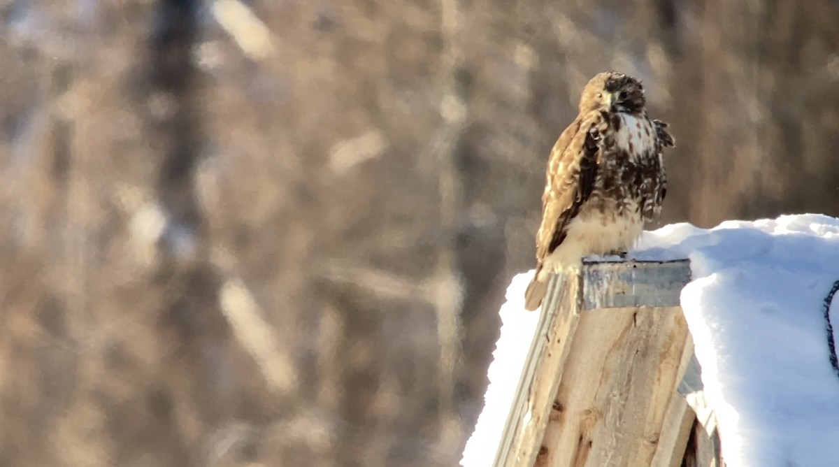 Red-tailed Hawk - ML646582072