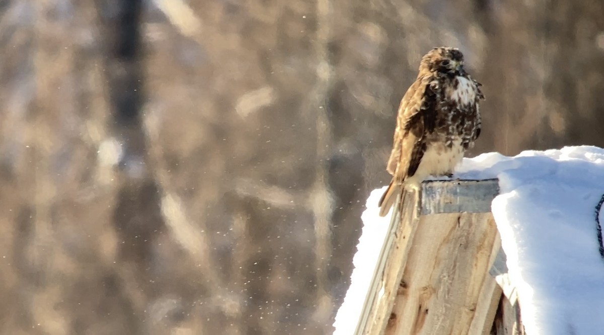 Red-tailed Hawk - ML646582073