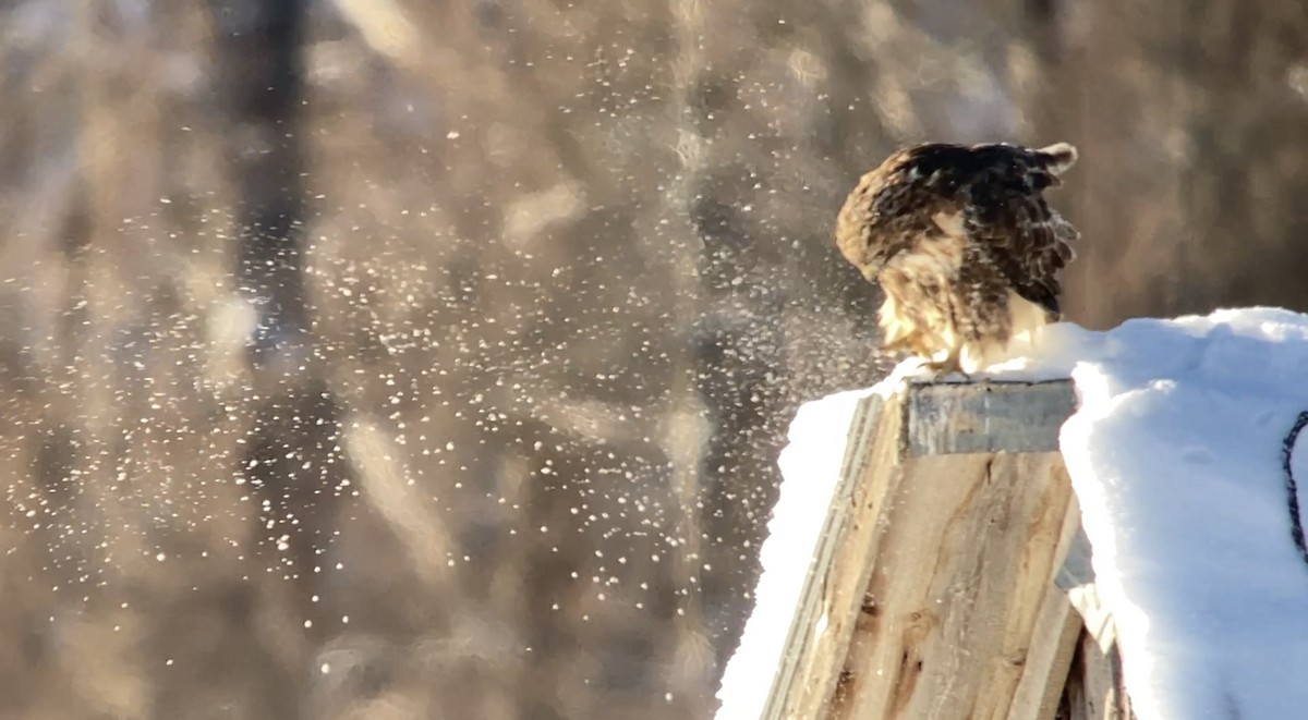 Red-tailed Hawk - ML646582074