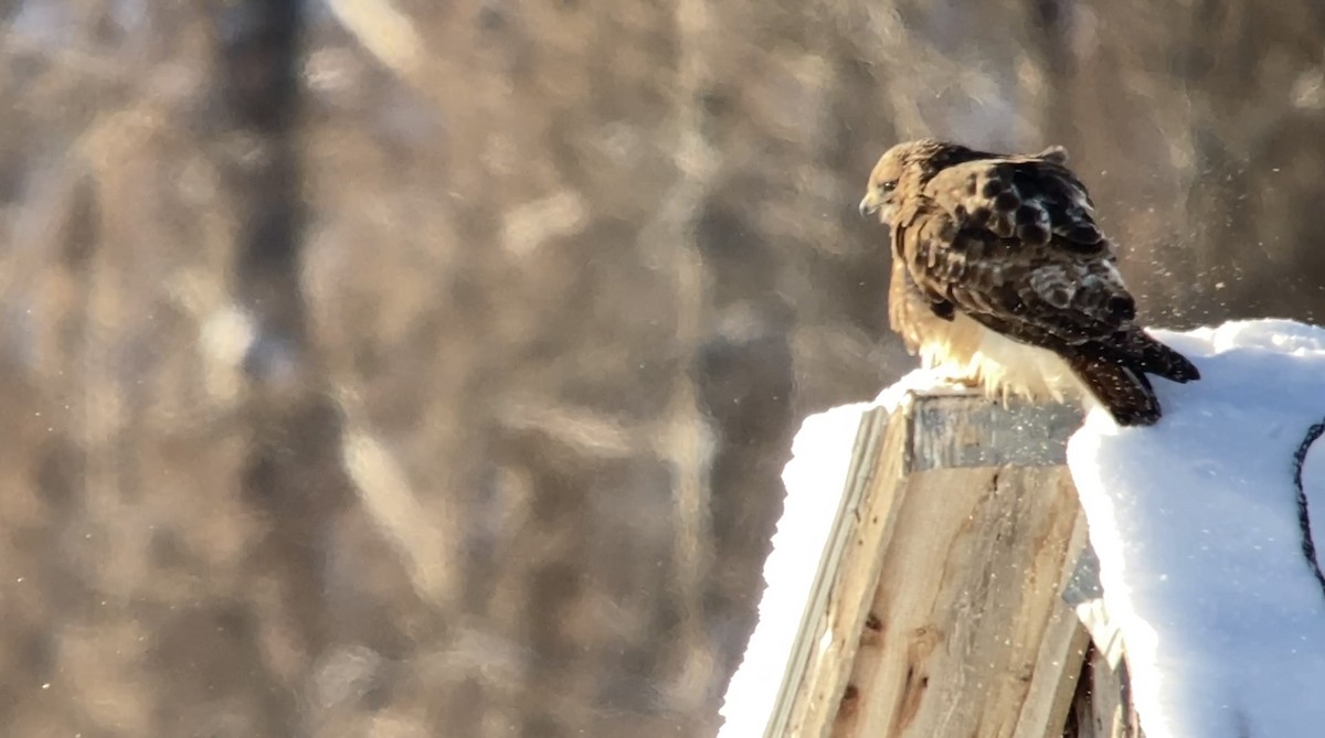 Red-tailed Hawk - ML646582075