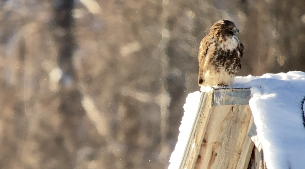 Red-tailed Hawk - ML646582076