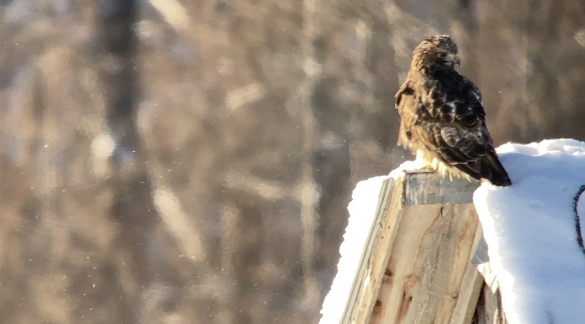 Red-tailed Hawk - ML646582077