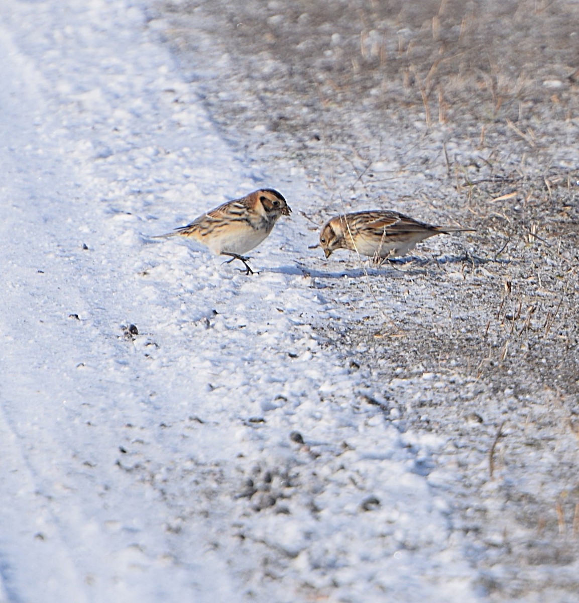 Lapland Longspur - ML646582081