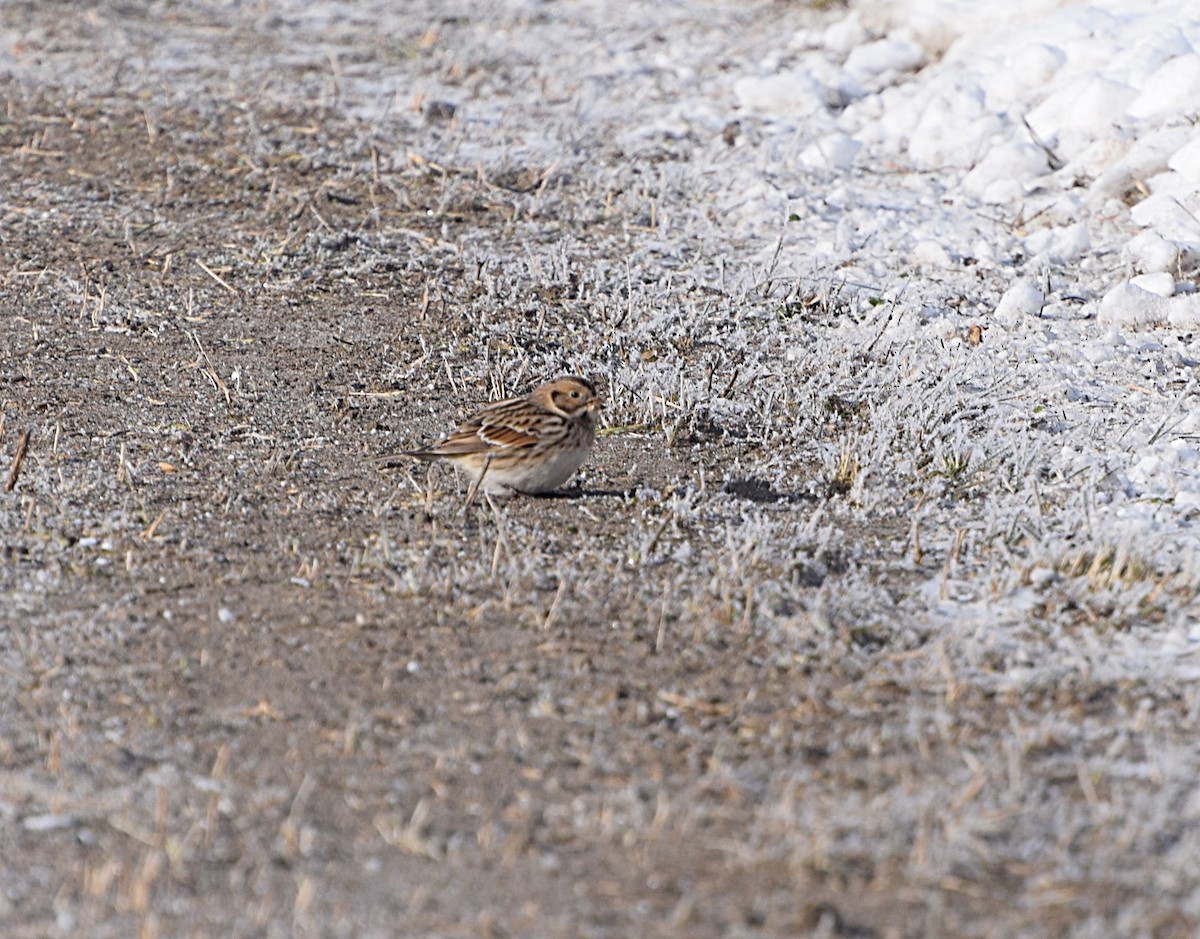 Lapland Longspur - ML646582082