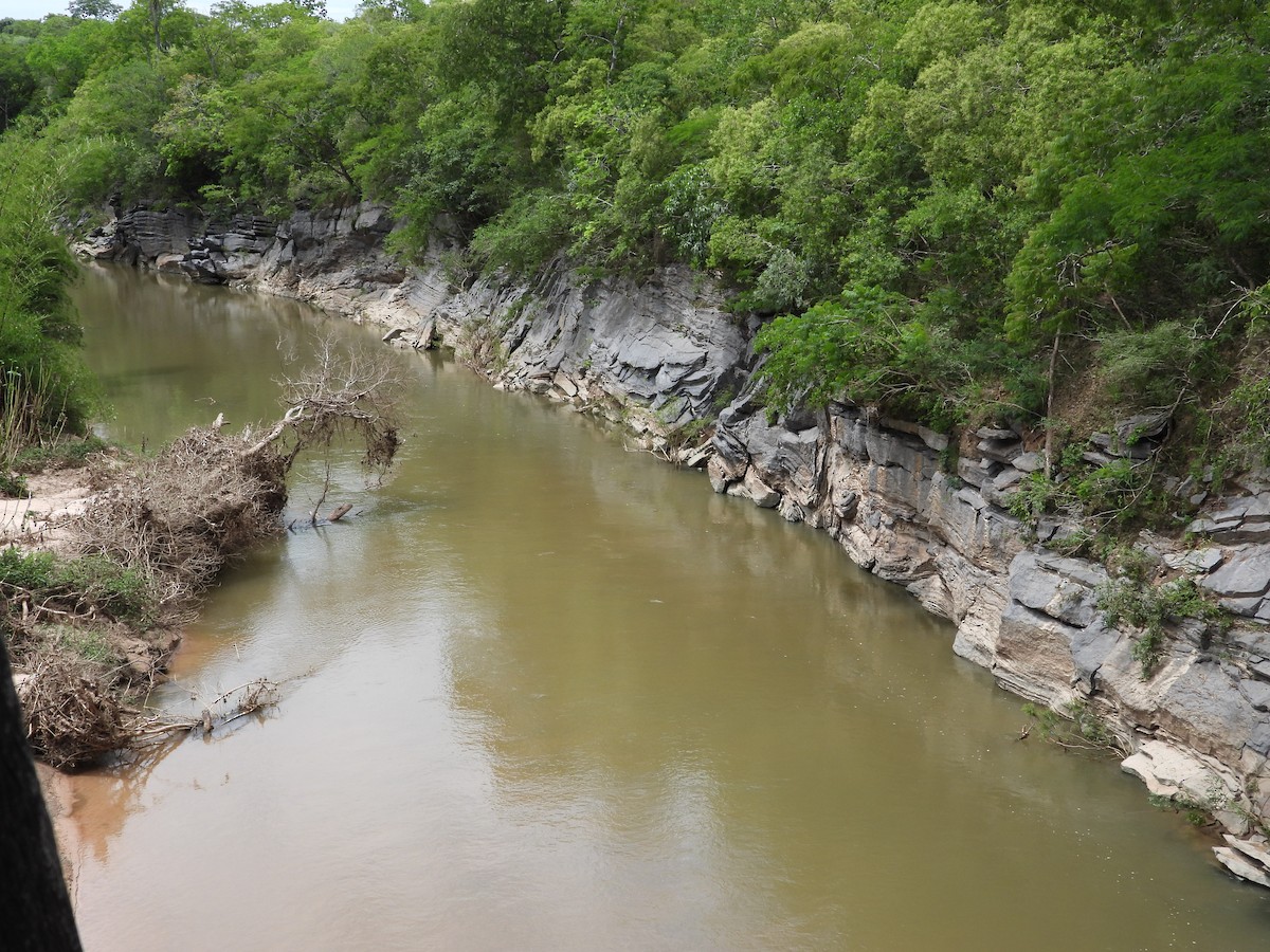 Animals - ML646582091