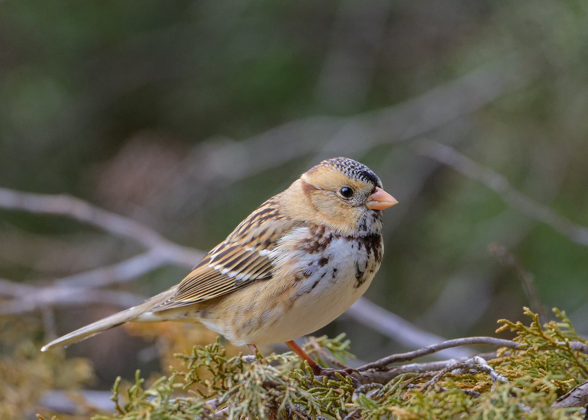 Harris's Sparrow - ML646582093