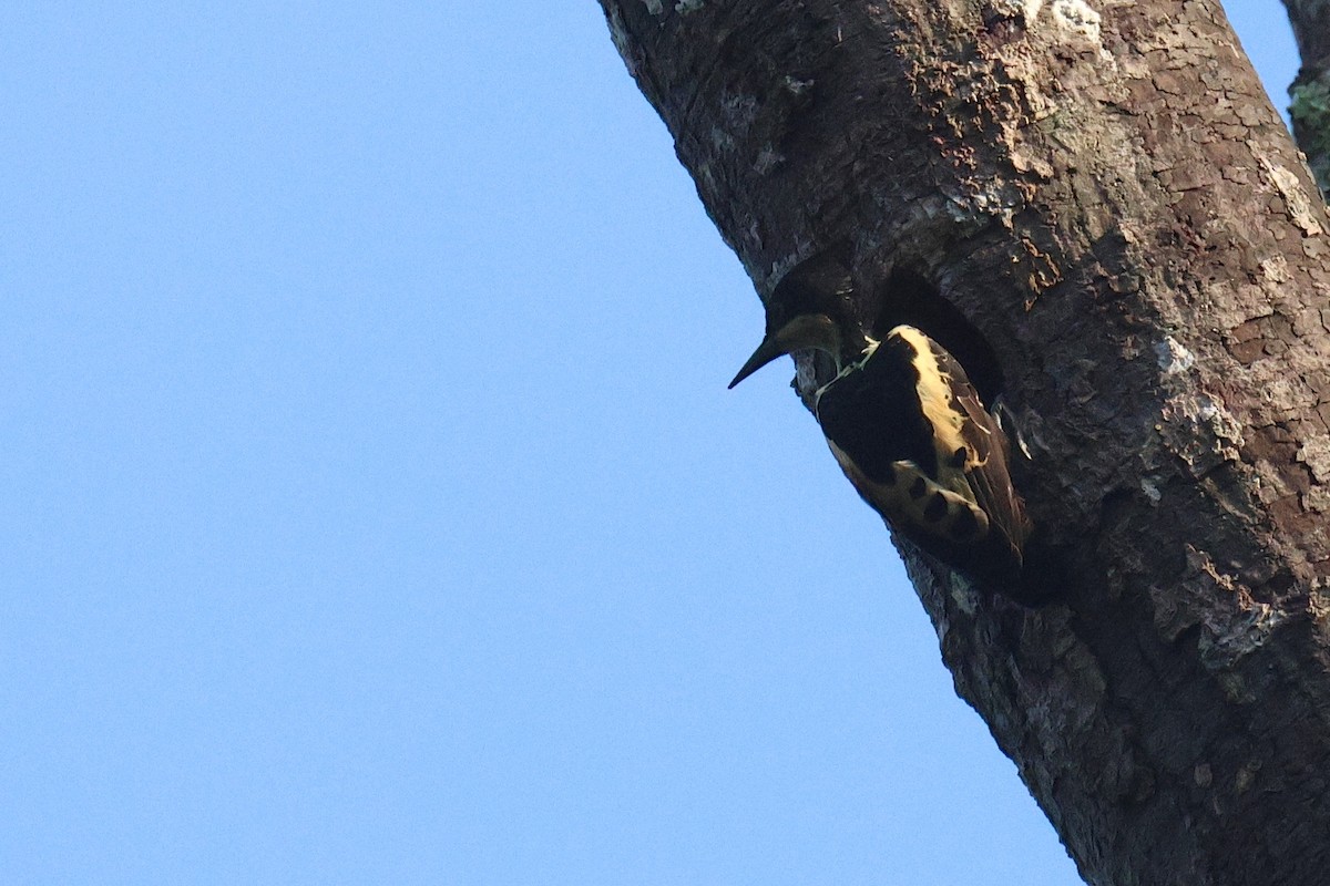 datlovec srdíčkový - ML646582094