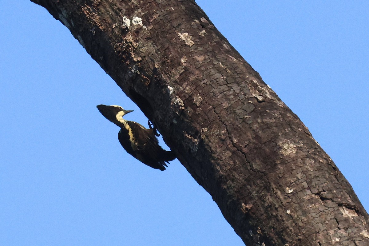 datlovec srdíčkový - ML646582095