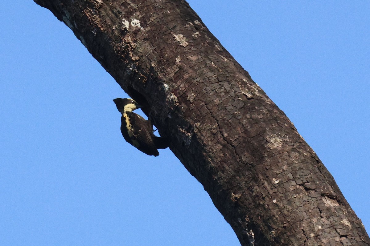 datlovec srdíčkový - ML646582096