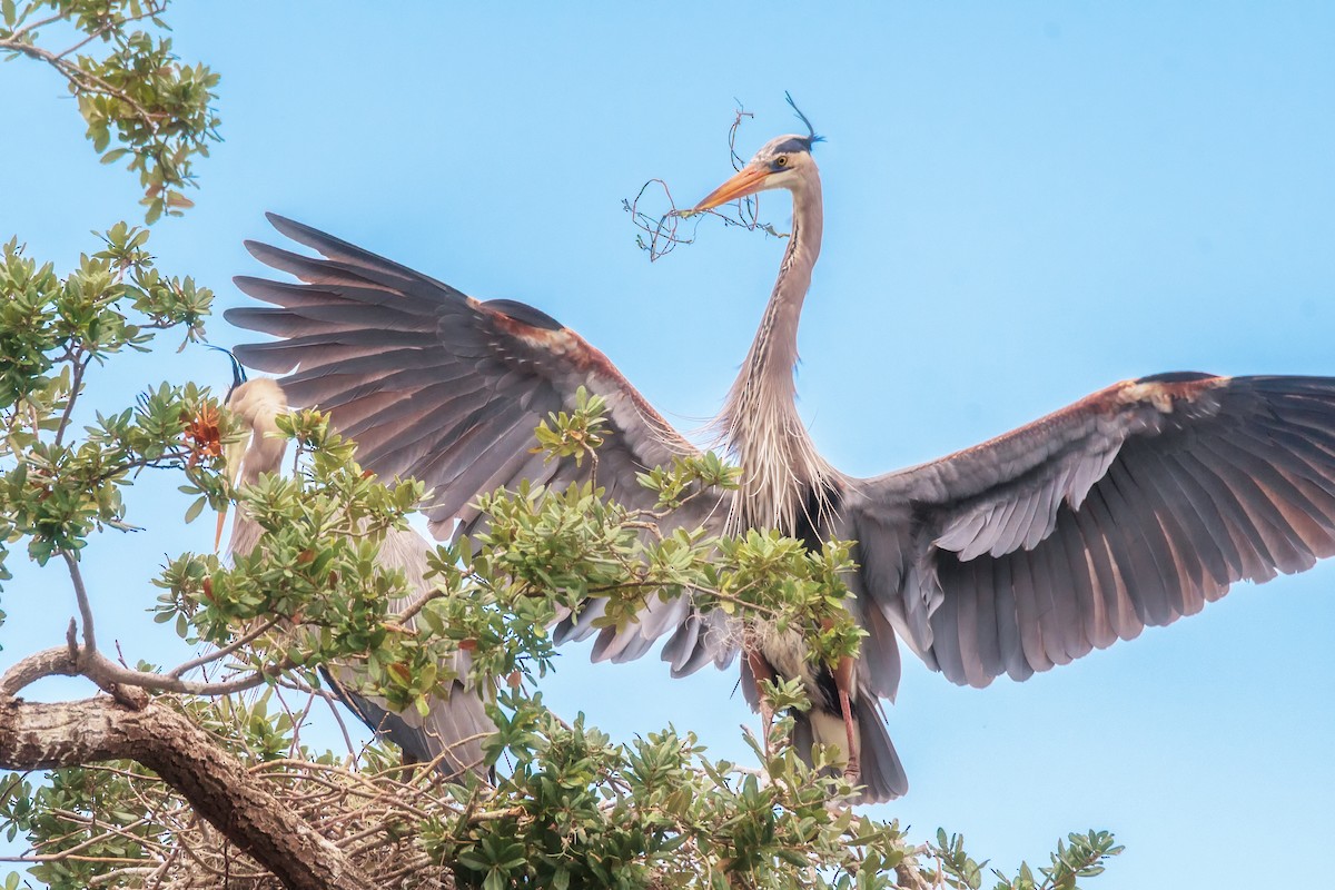 herodiashegre - ML646582097