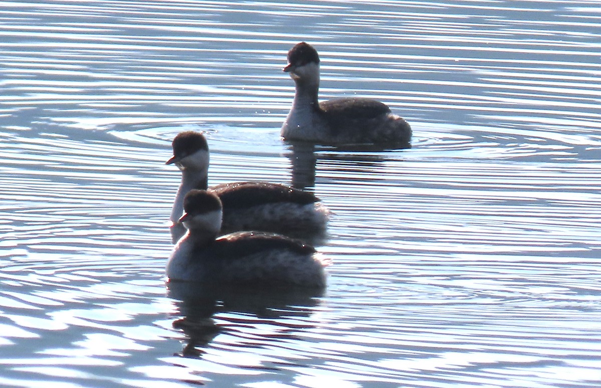 Txilinporta urrebelarria - ML646582101