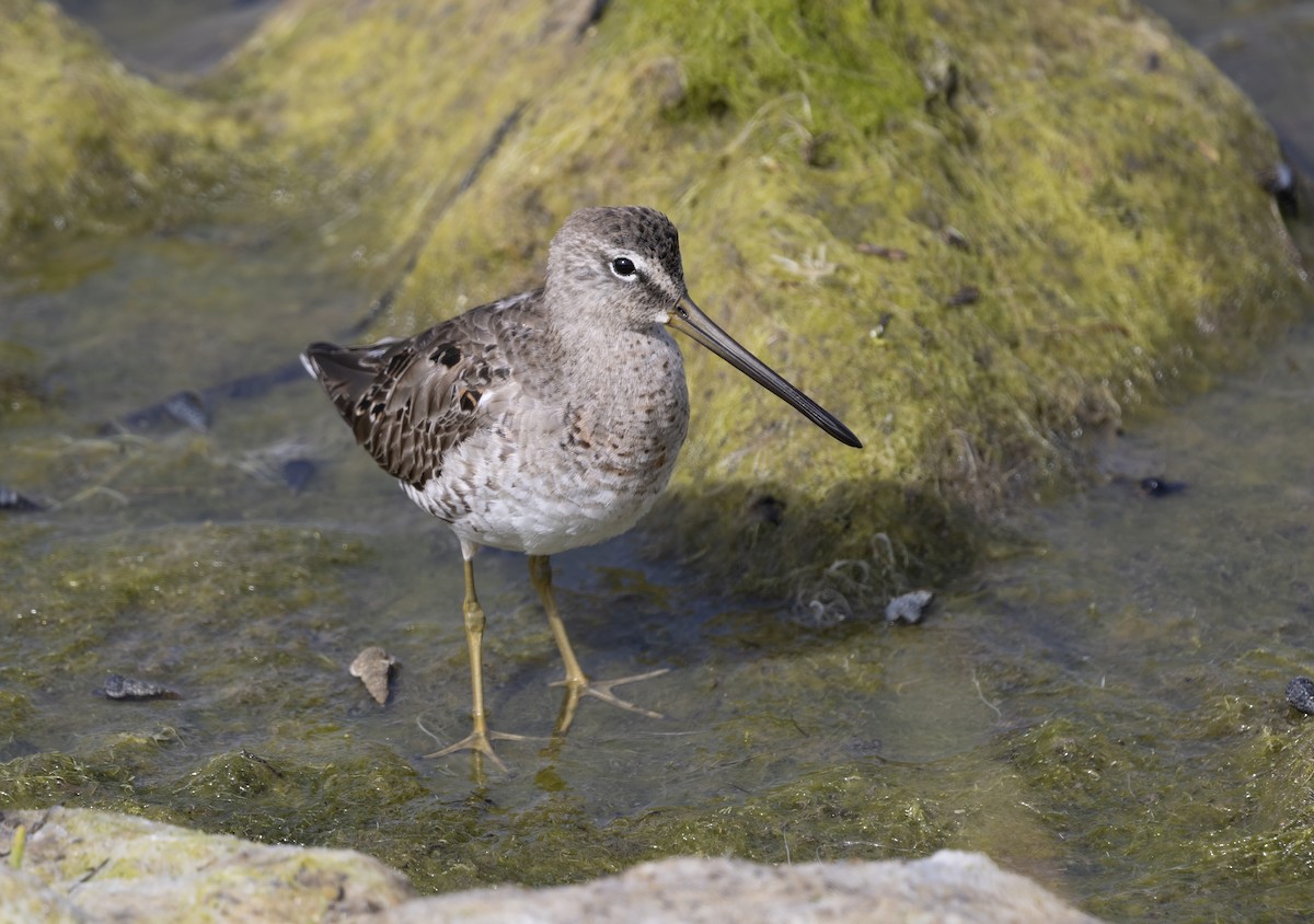 Agujeta Escolopácea - ML646582102