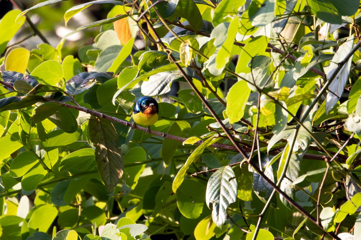 Ruby-cheeked Sunbird - ML646582103