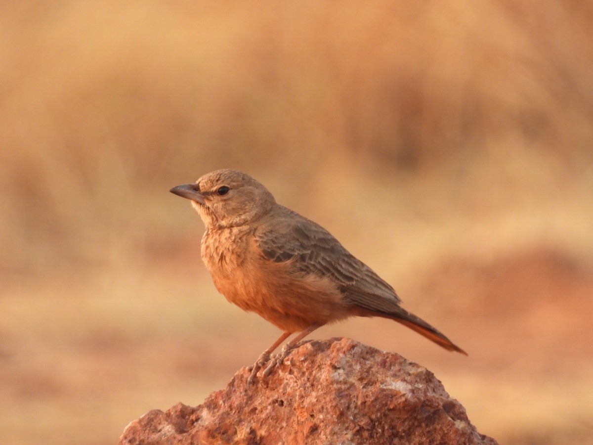 Rufous-tailed Lark - ML646582104