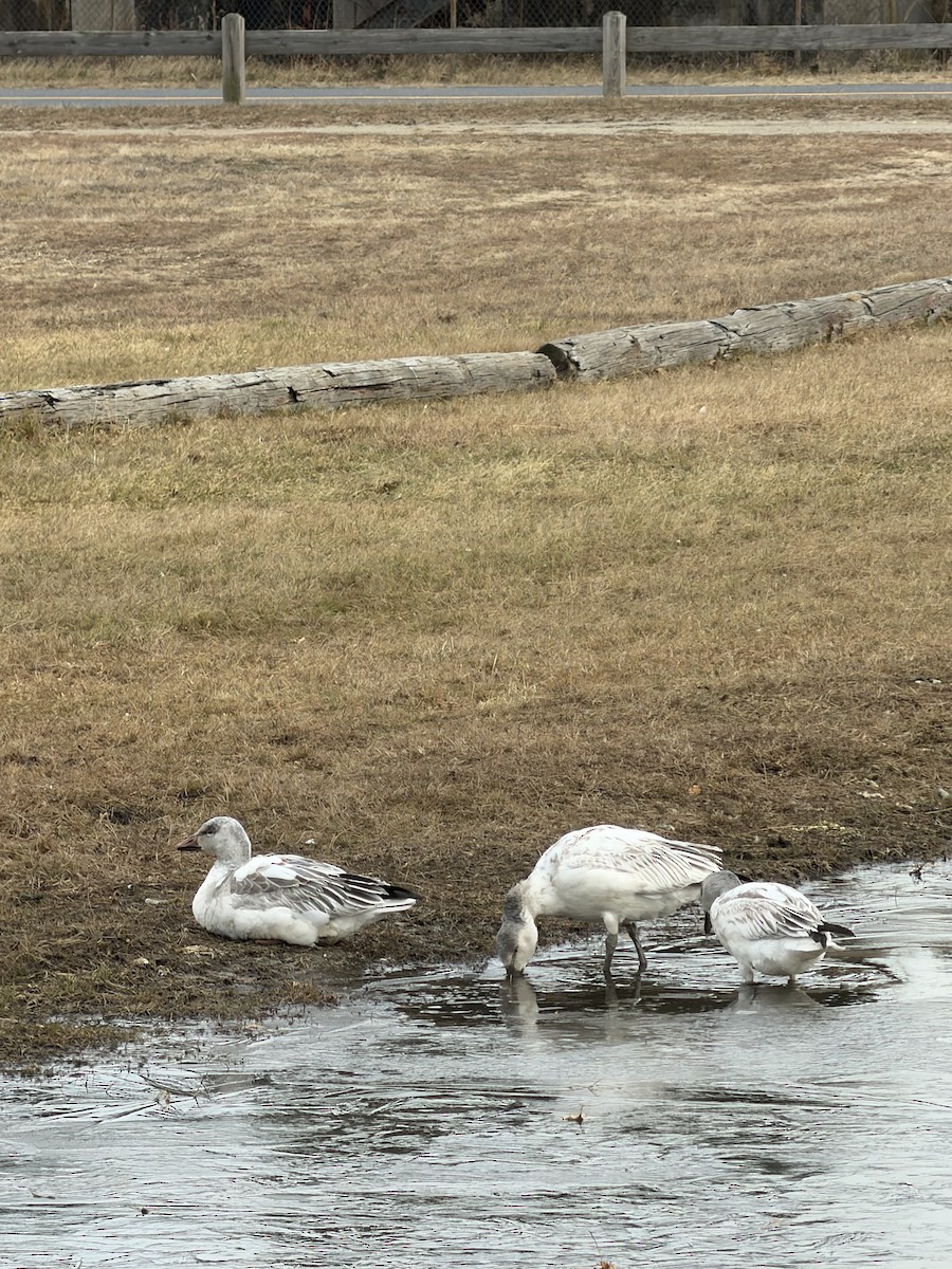 Snow Goose - ML646582106