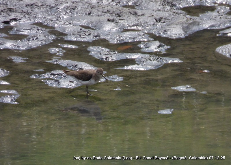 vodouš samotářský - ML646582108