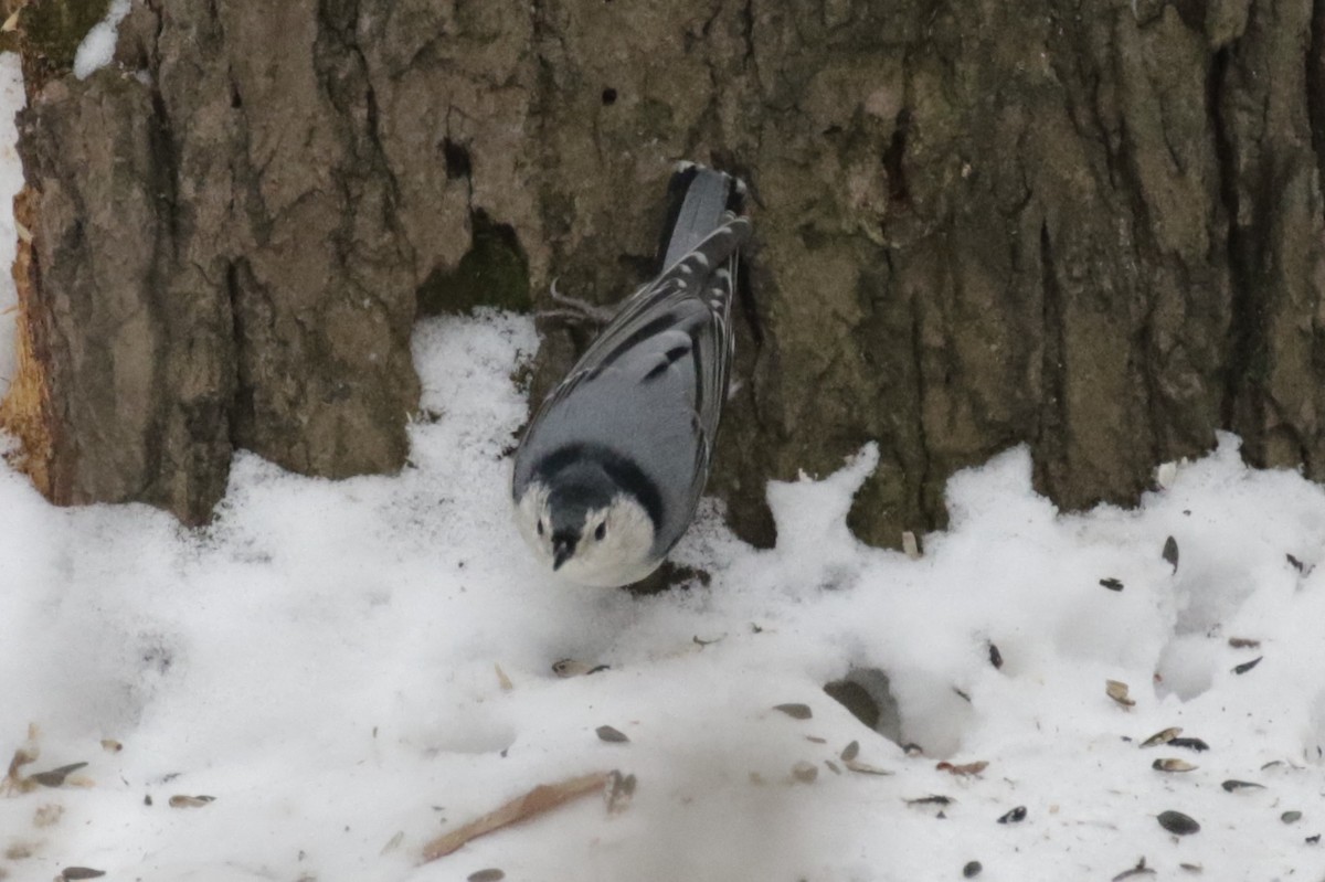 White-breasted Nuthatch - ML646582115