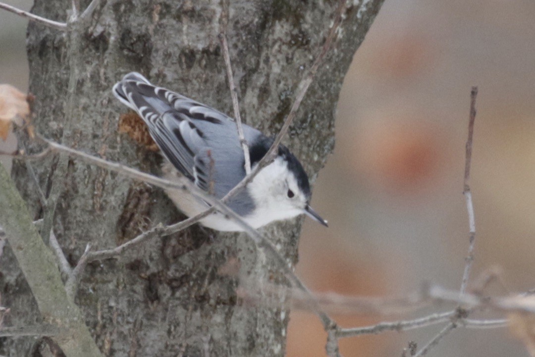 White-breasted Nuthatch - ML646582116