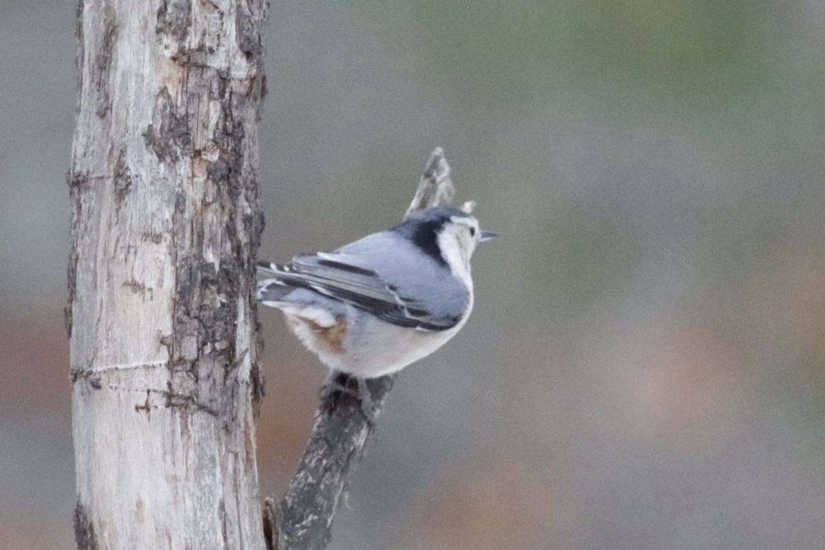White-breasted Nuthatch - ML646582117