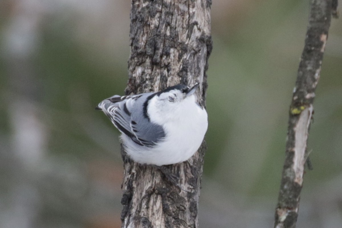 White-breasted Nuthatch - ML646582118