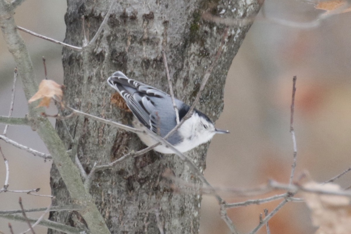 White-breasted Nuthatch - ML646582119