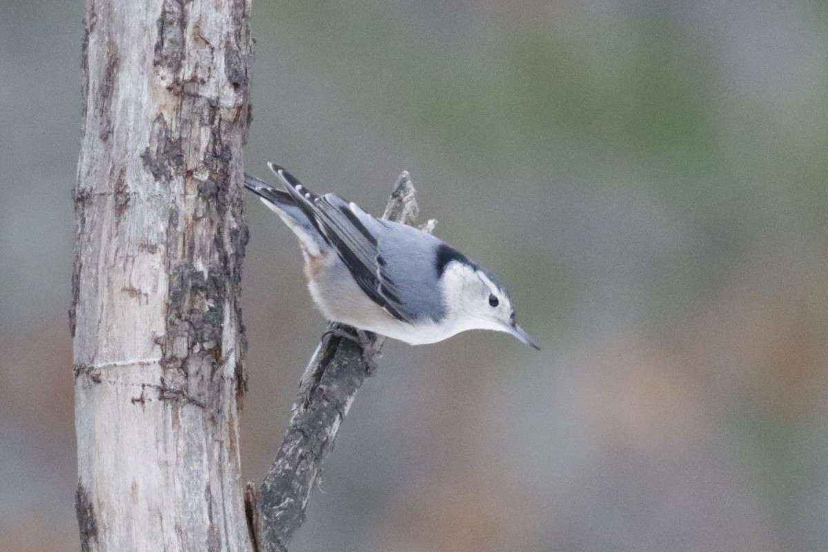 White-breasted Nuthatch - ML646582120