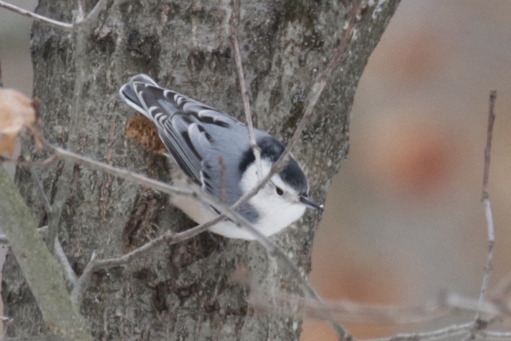 White-breasted Nuthatch - ML646582121