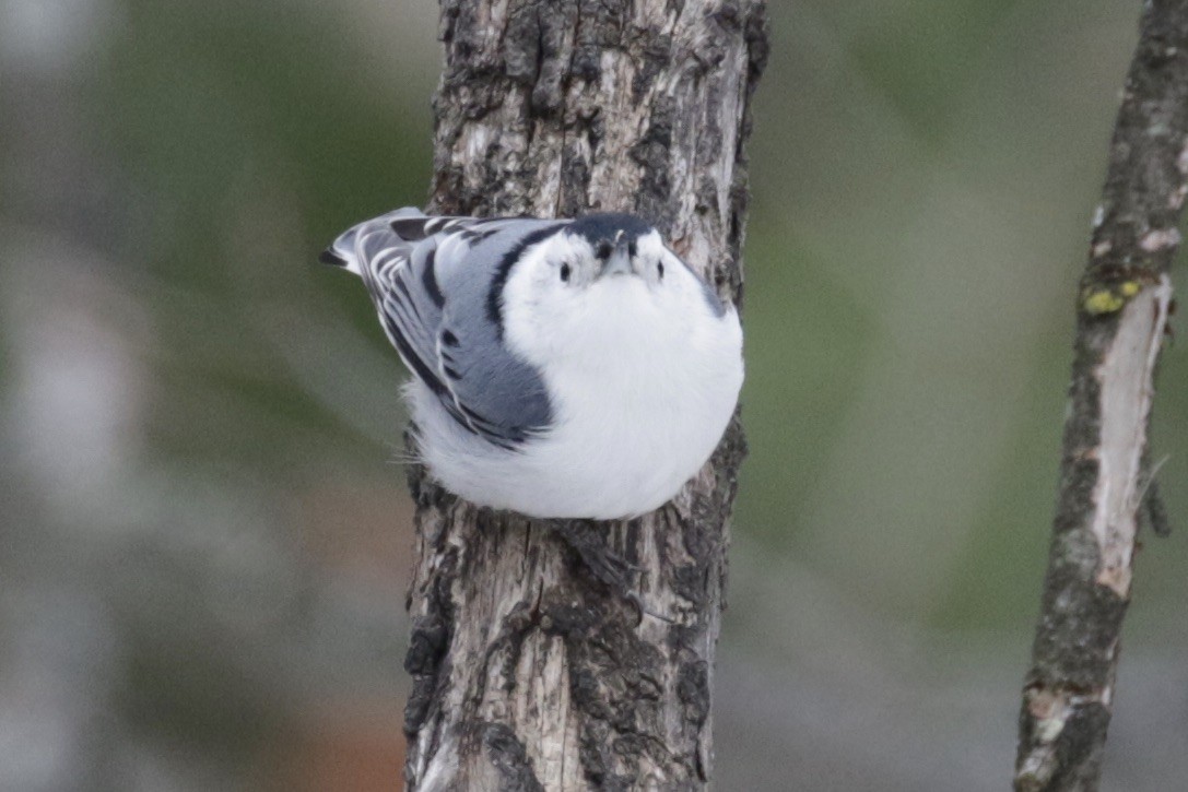 White-breasted Nuthatch - ML646582122