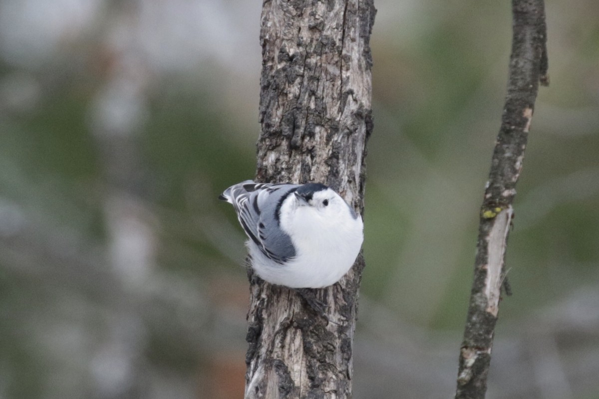 White-breasted Nuthatch - ML646582123