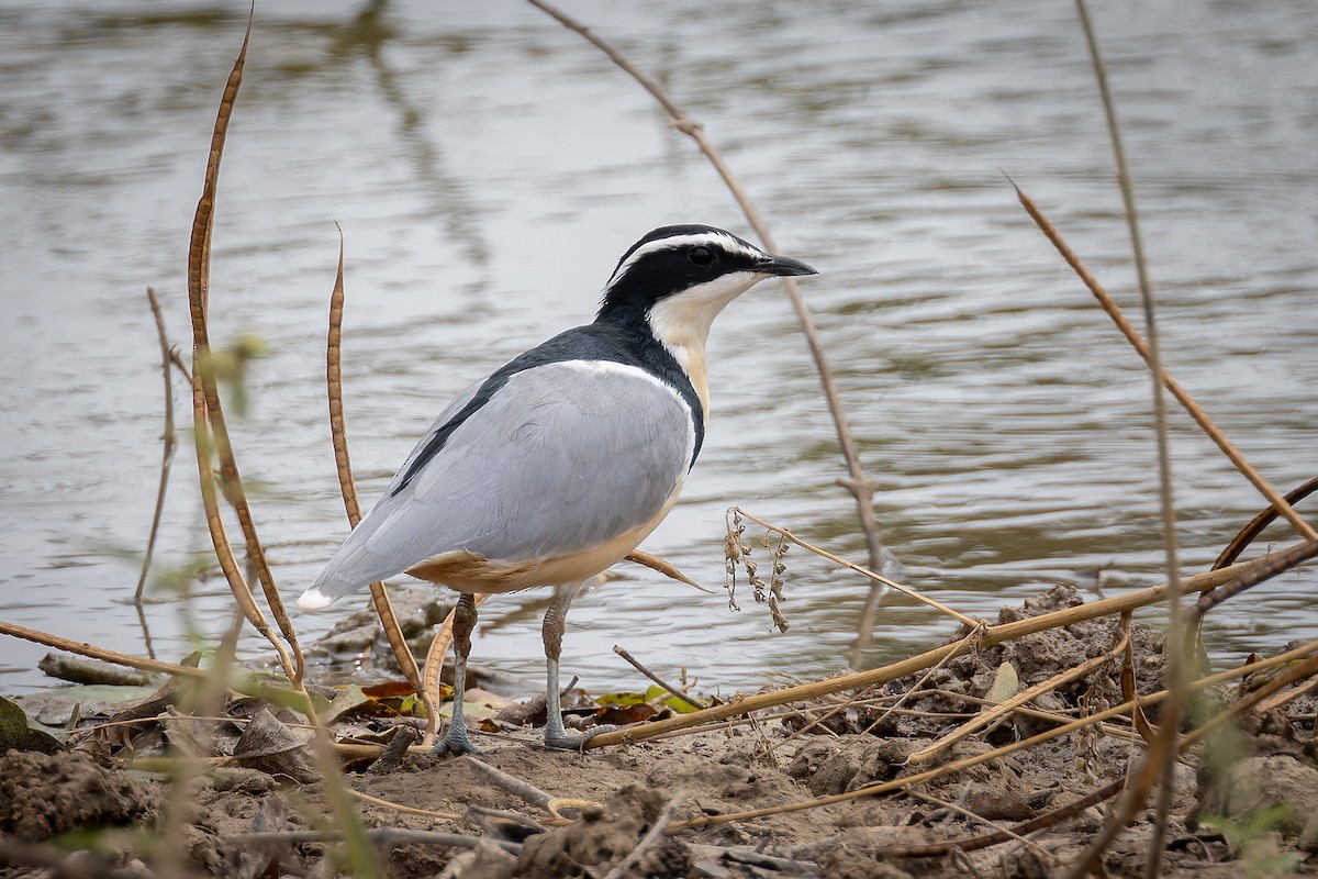 Лібус - ML646582125