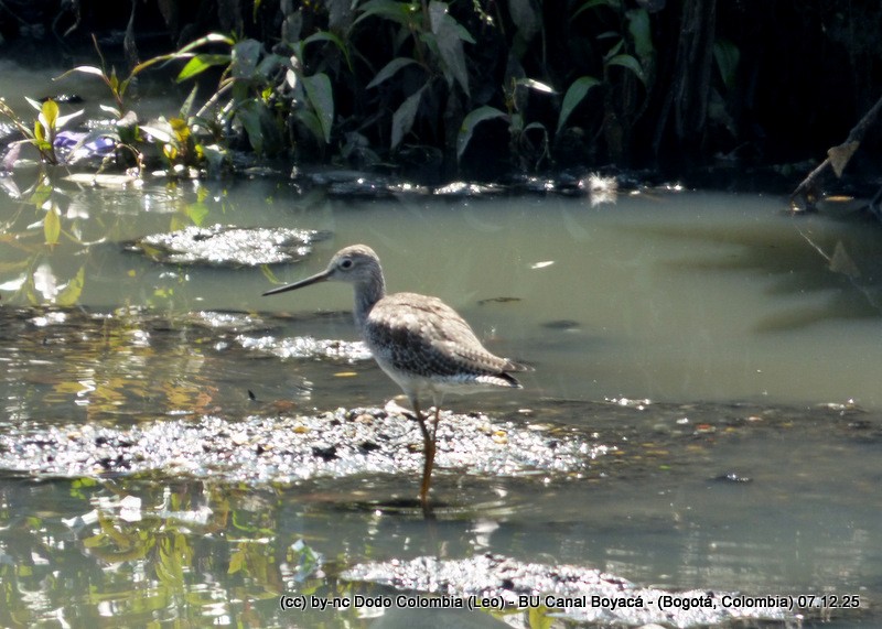 vodouš velký - ML646582128