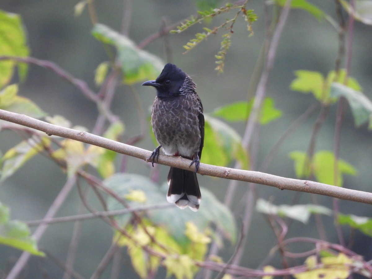 Bulbul Cafre - ML646582130