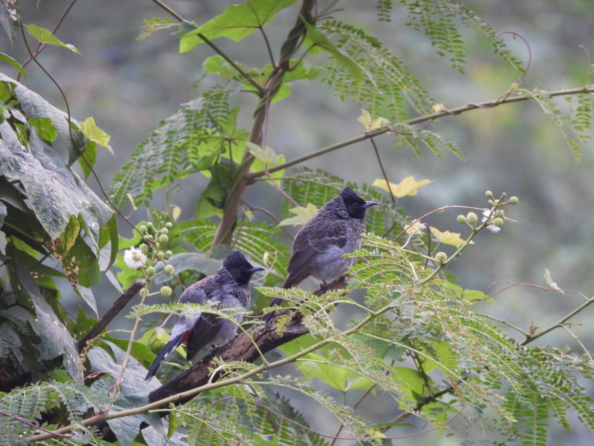 Bulbul Cafre - ML646582131