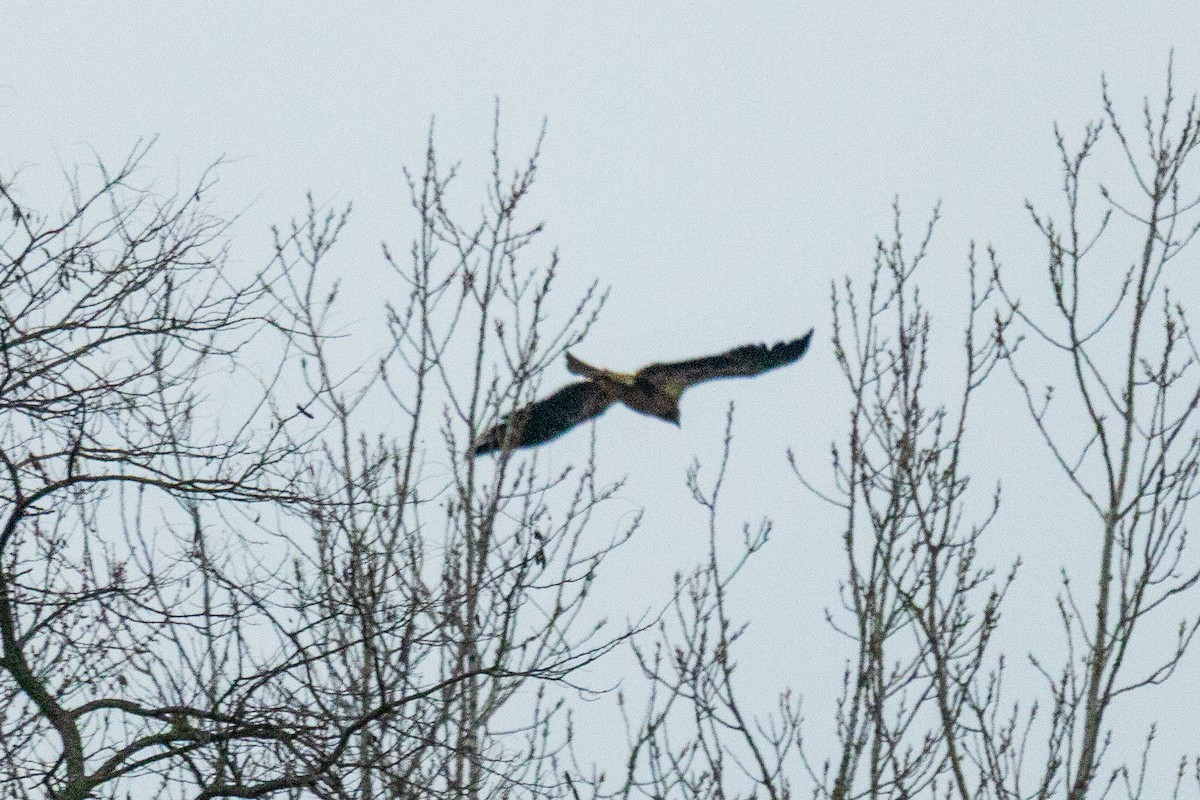 Bald Eagle - ML646582132