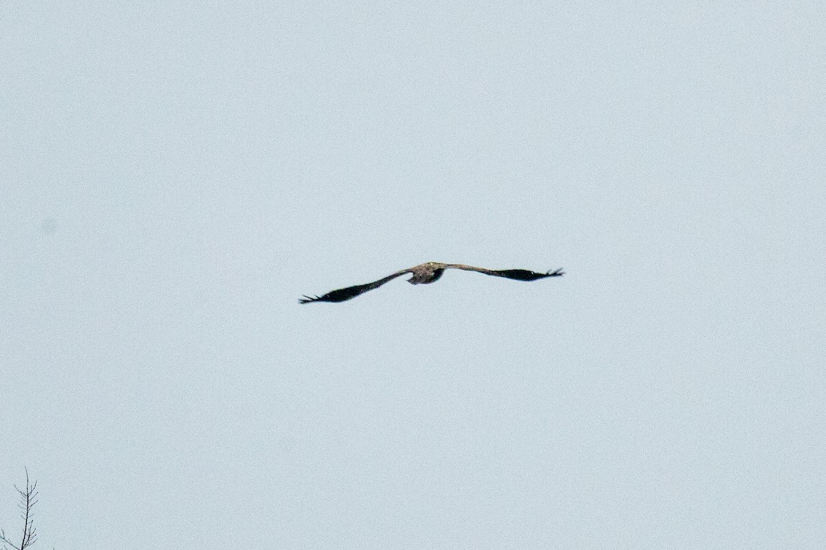 Bald Eagle - ML646582133