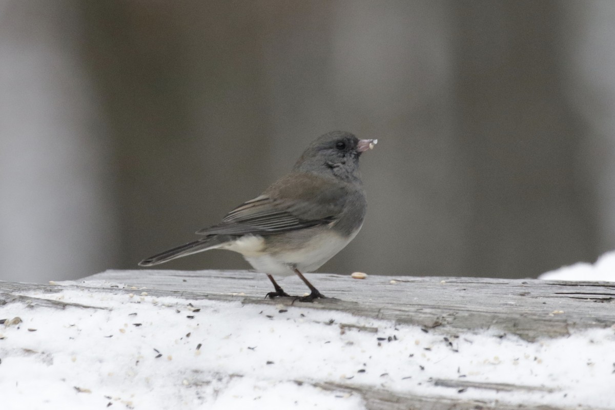 Dark-eyed Junco (Slate-colored) - ML646582136