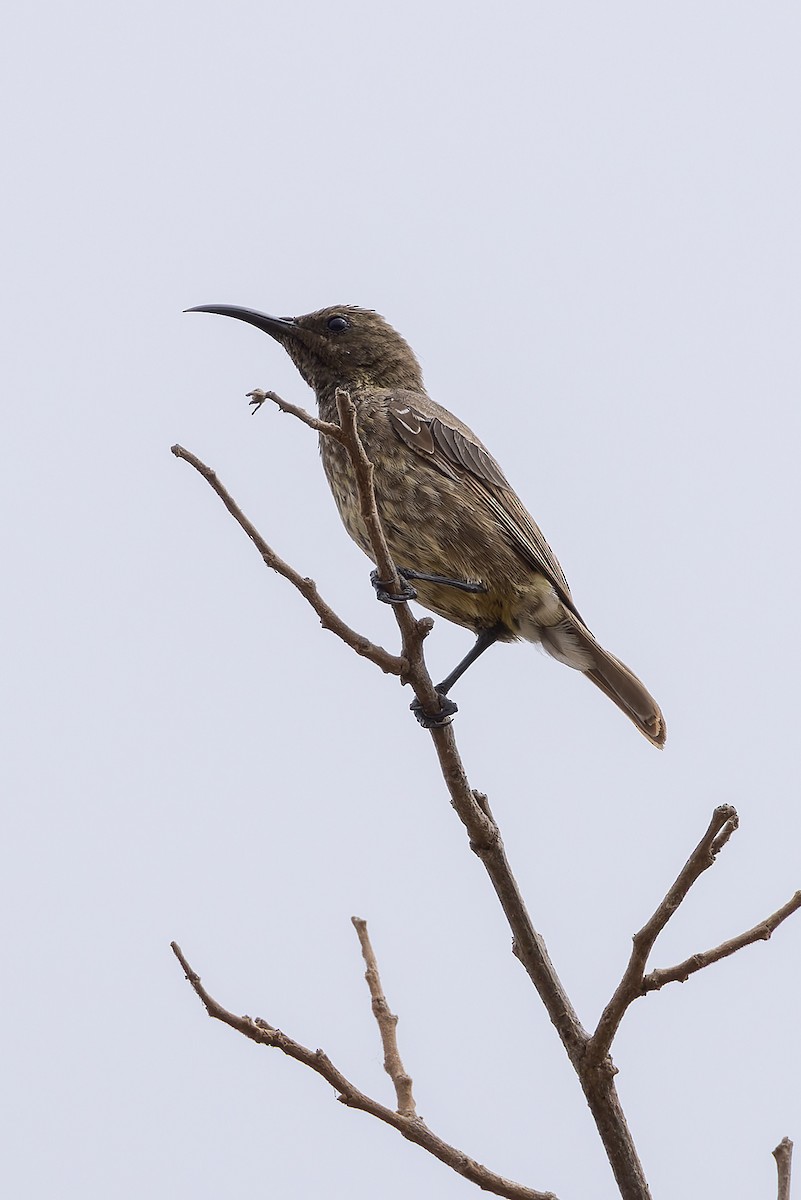 Scarlet-chested Sunbird - ML646582137