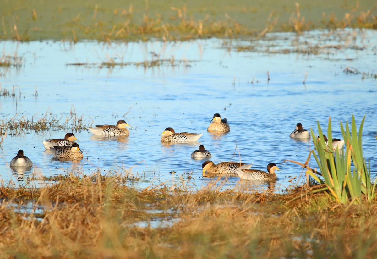 Silver Teal - ML646582138