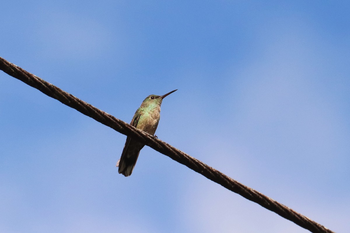 Scaly-breasted Hummingbird - ML646582140