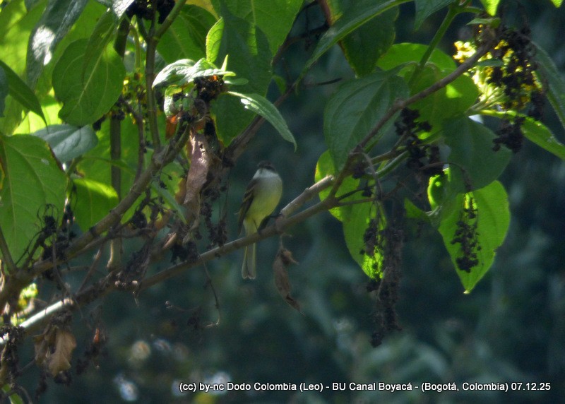 White-throated Tyrannulet - ML646582141