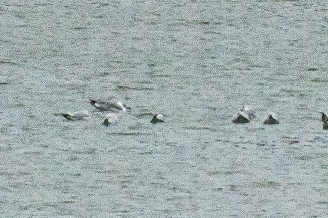 Gavina americana - ML646582143