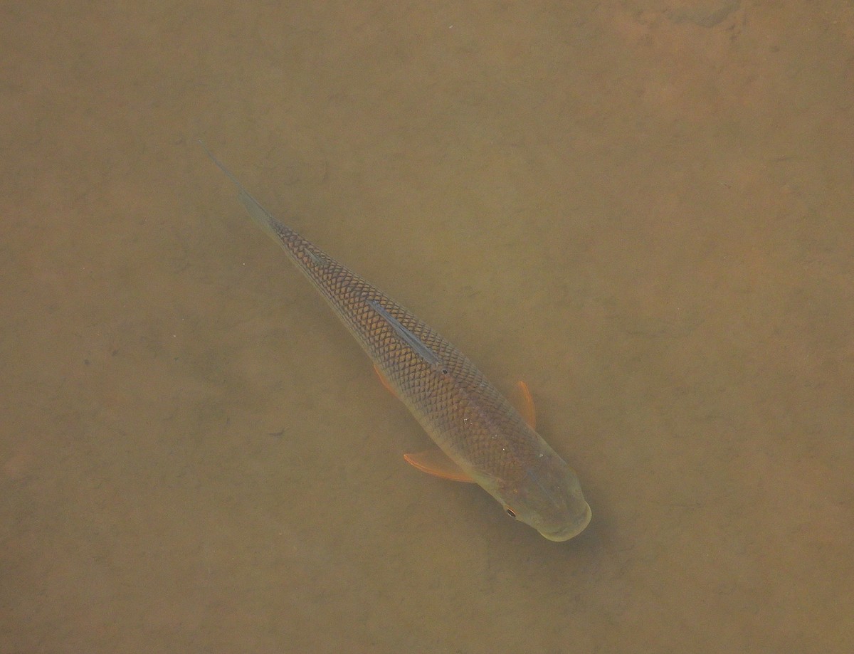 Animals - ML646582154